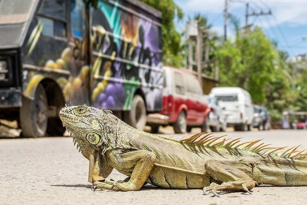 A reptile crossing a street on a sunny day, beside a painted black van and a row of cars. Original public domain image from…
