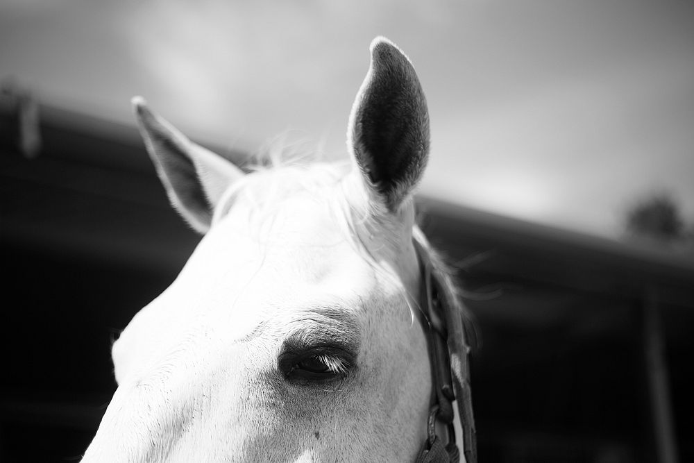 A black-and-white shot of the top of a horse's head. Original public domain image from Wikimedia Commons