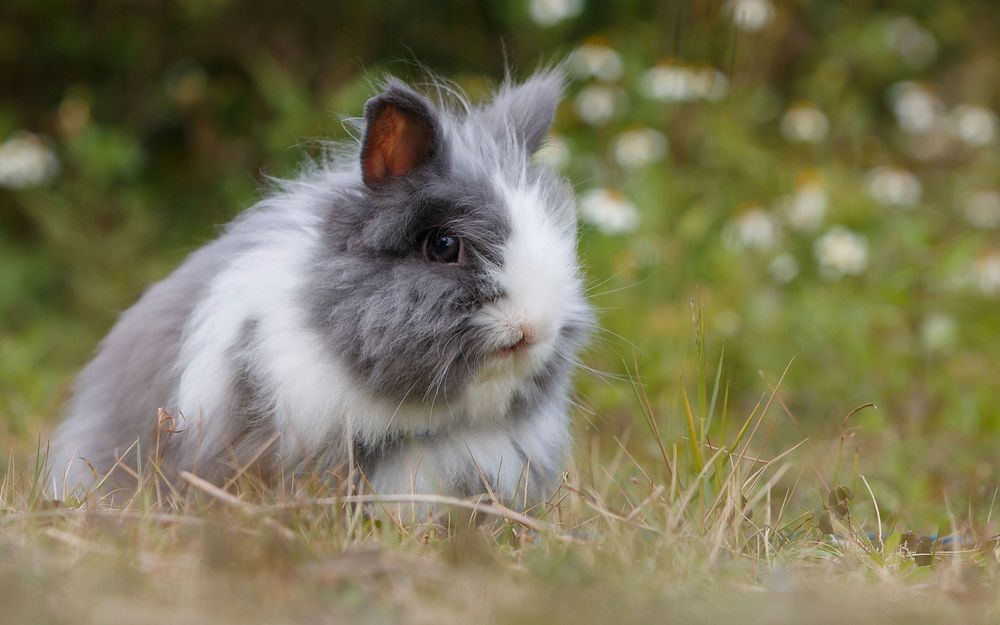 Grey rabbit. Original public domain image from Wikimedia Commons