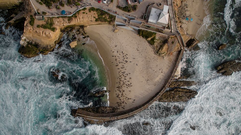 Drone aerial view of a bay with seals on the sand beach at Children's Pool La Jolla. Original public domain image from…