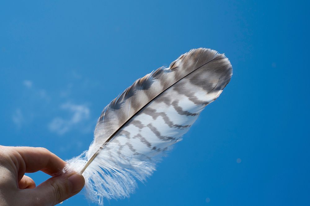 Feather. Original public domain image from Wikimedia Commons