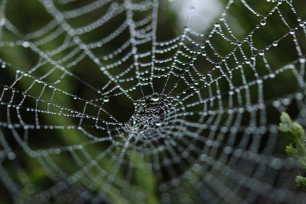 Spider web. Original public domain image from Wikimedia Commons