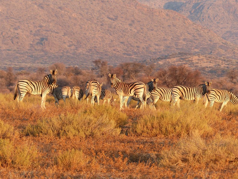 Zebras standing on a grassy plain in Namibia. Original public domain image from Wikimedia Commons