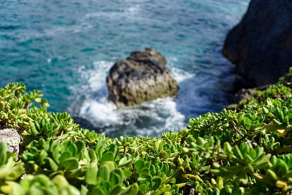 Succulents overlooking a cliff on the sea in Laie Point State Wayside. Original public domain image from Wikimedia Commons