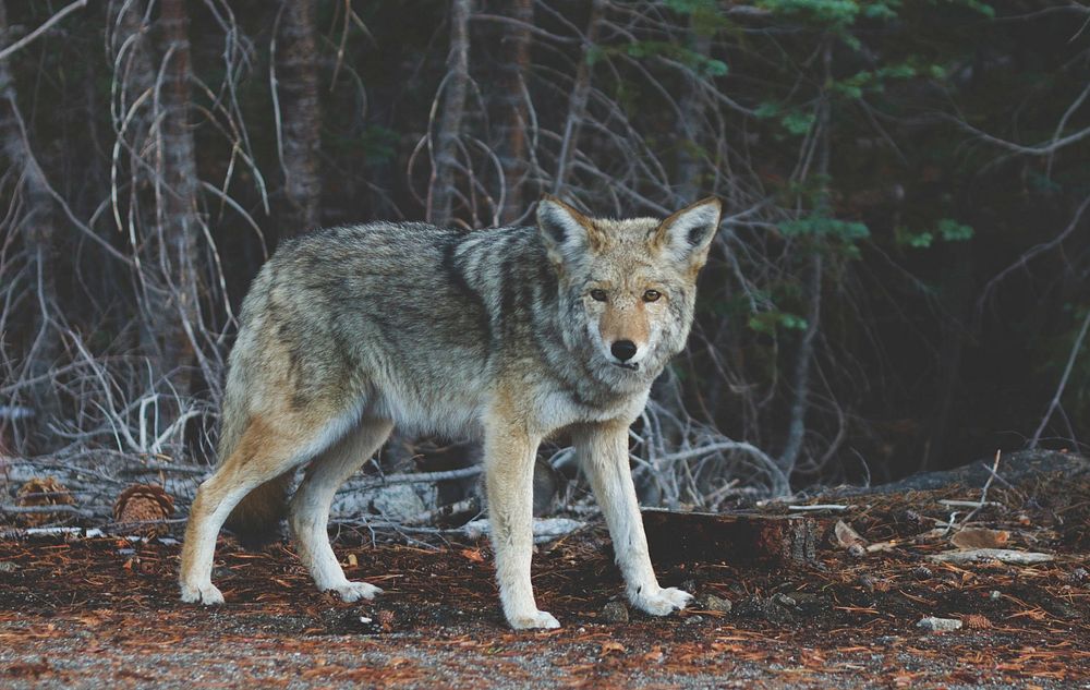 Grey fox in the forest. Original public domain image from Wikimedia Commons