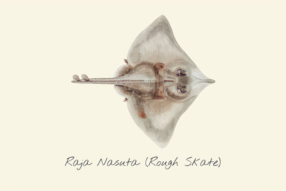 Drawing of a Rough Skate Fish