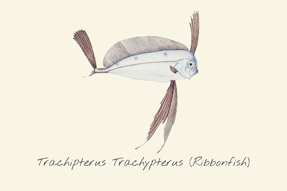 Drawing of a Ribbonfish