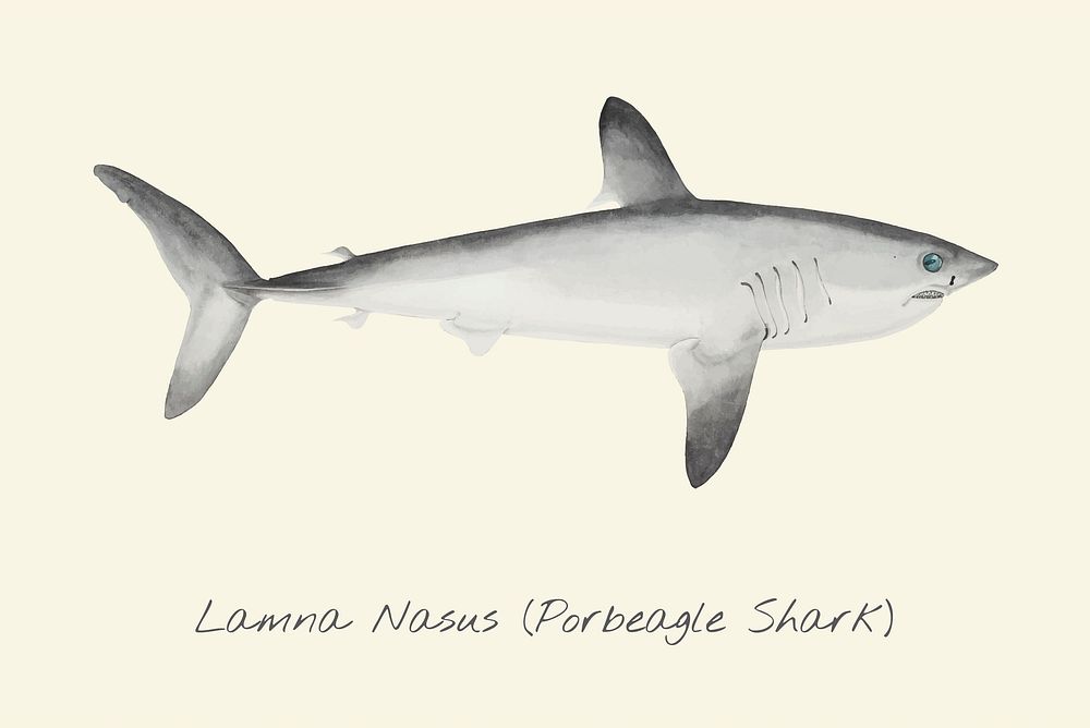 Drawing of a Porbeagle Shark