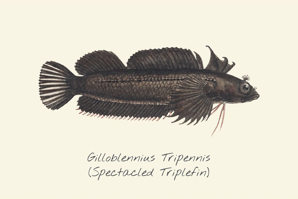 Drawing of a Spectacled Triplefin fish