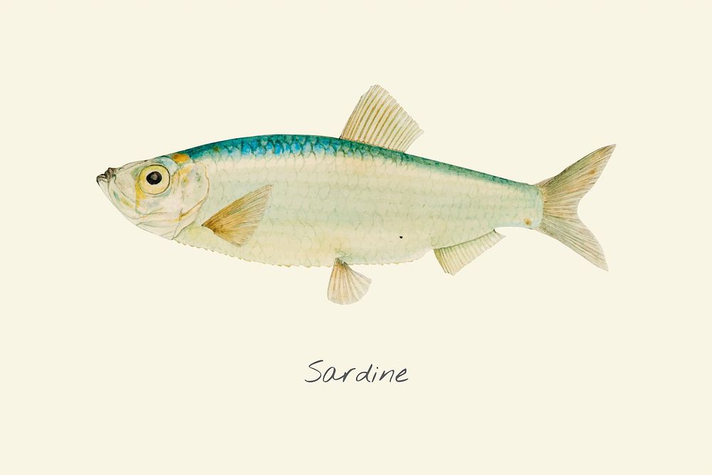 Drawing of a Sardine
