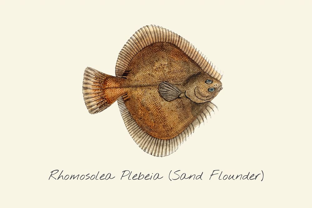 Sand flounder illustration