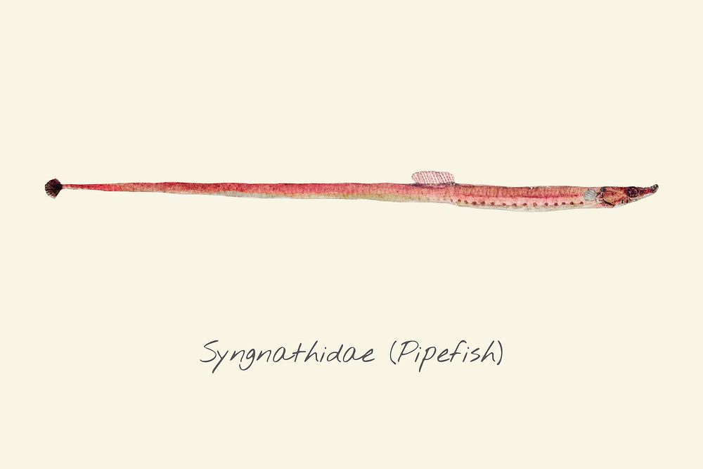 Drawing of a Pipefish