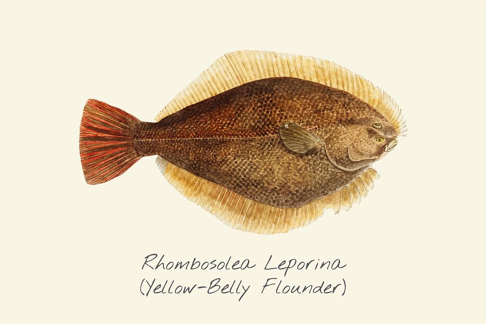 Drawing of a Yellow-belly Flounder fish