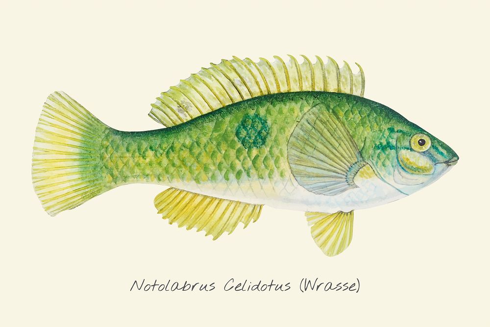 Drawing of a Wrasse