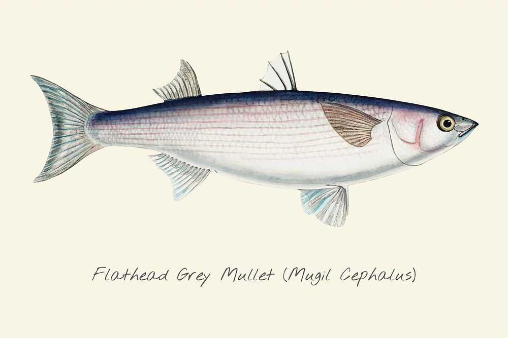 Drawing of a Flathead Grey Mullet