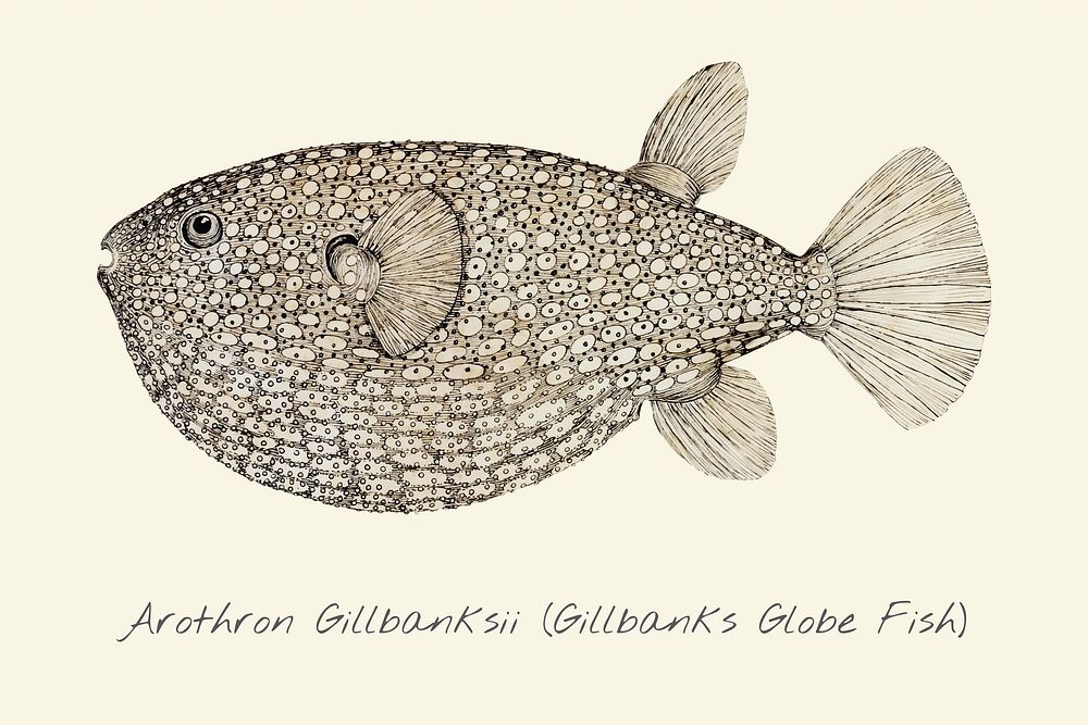 Drawing of a Gillbanks Globe Fish