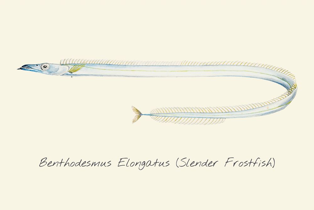 Drawing of a Slender Frostfish