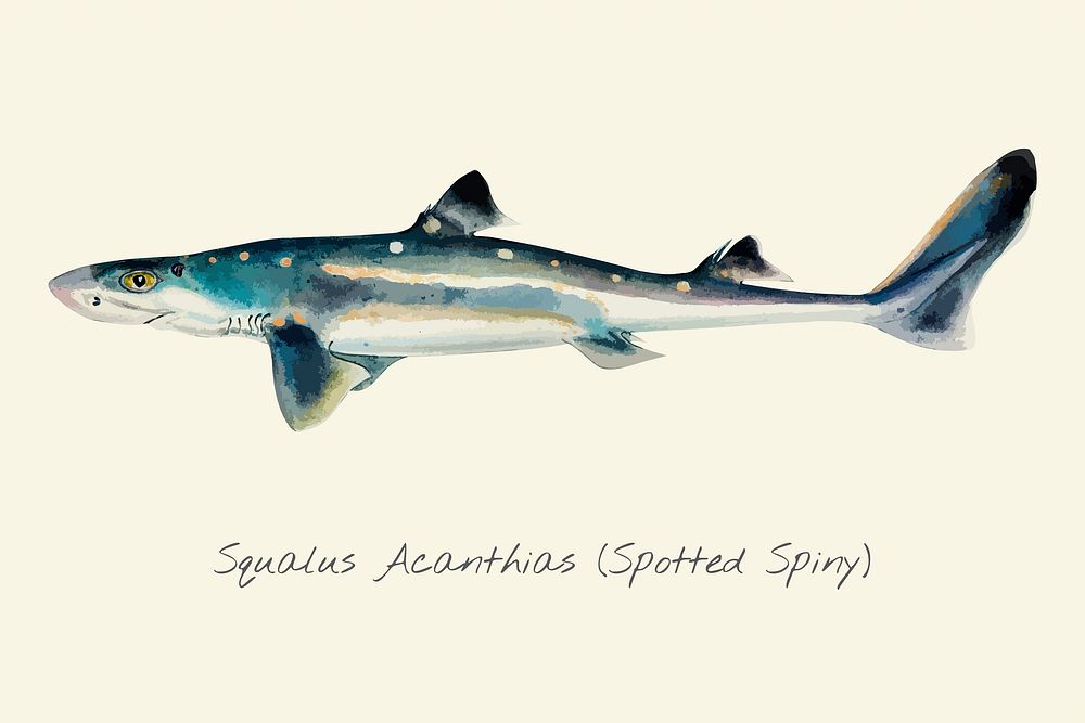 Drawing of a Spotted Spiny fish