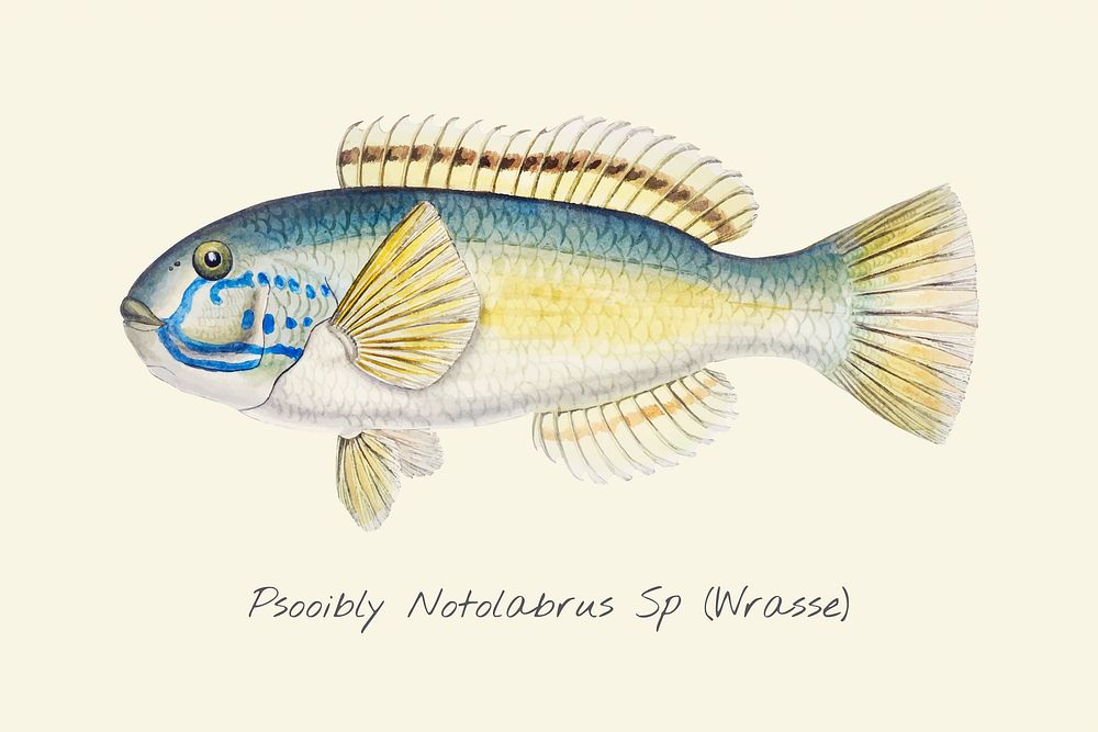 Drawing of a Wrasse fish