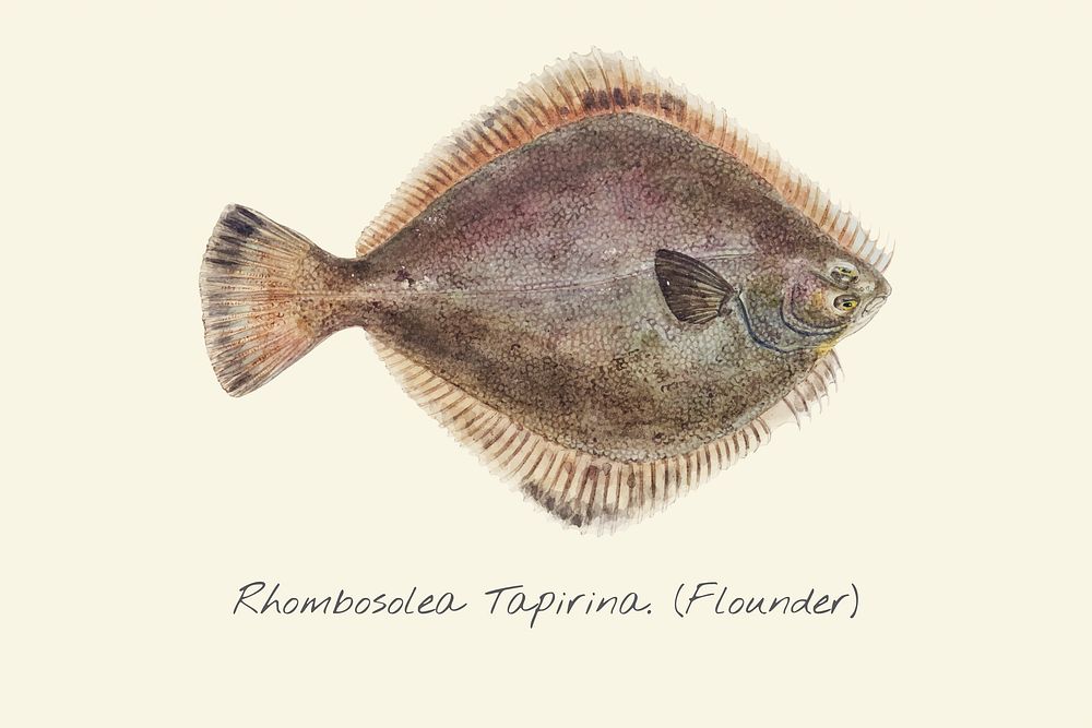 Drawing of a Flounder fish