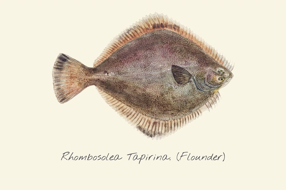 Drawing of a Flounder fish Premium Vector Illustration rawpixel