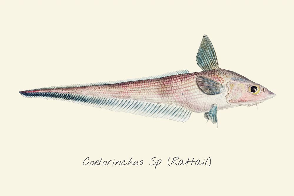 Drawing of a Rattail fish