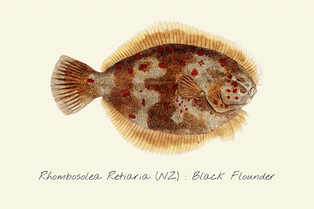 Drawing of a Black Flounder