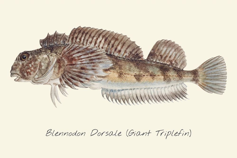 Drawing of a Giant Triplefin