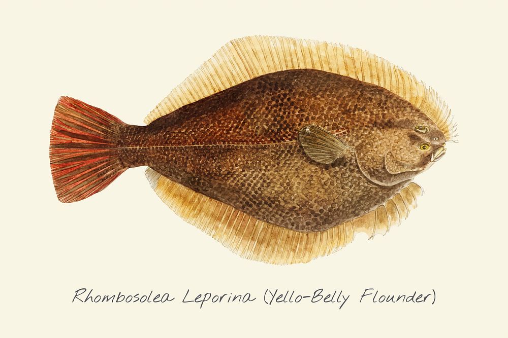 Drawing of a Yellow-belly Flounder