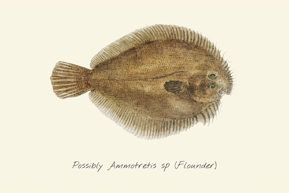 Drawing of a Flounder fish