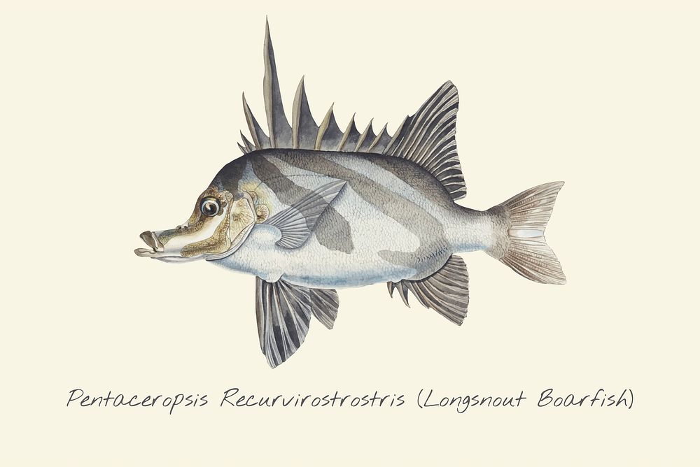 Drawing of a Longsnout Boarfish