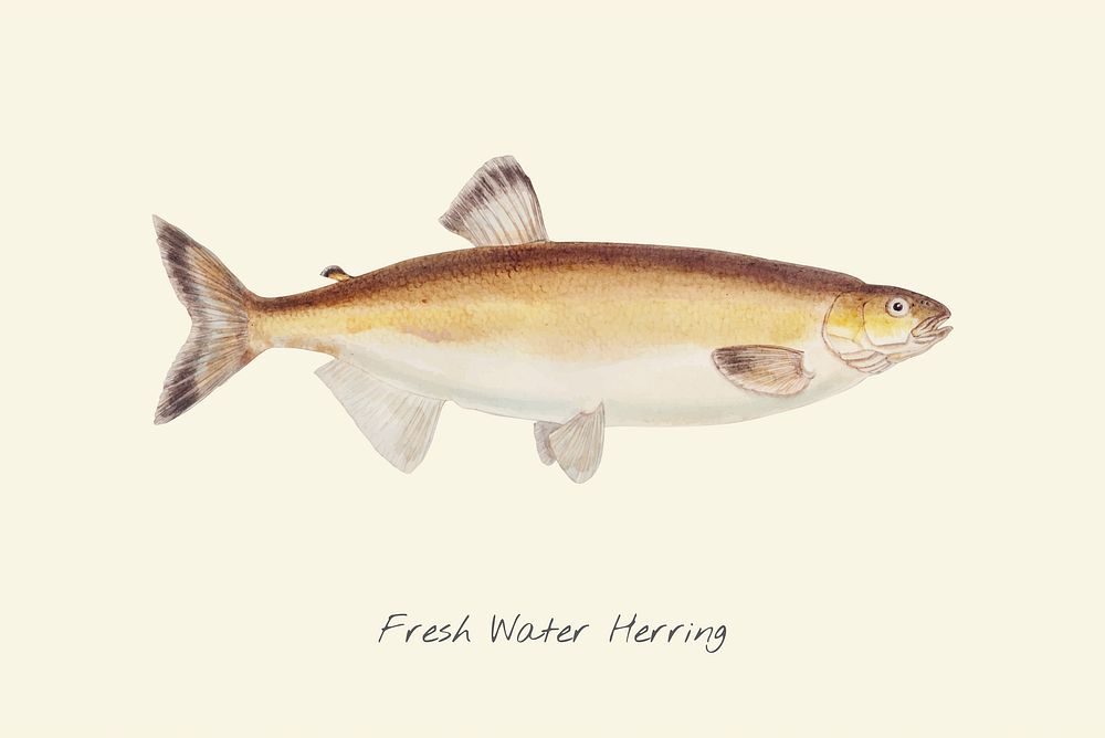 Drawing of a Fresh Water Herring