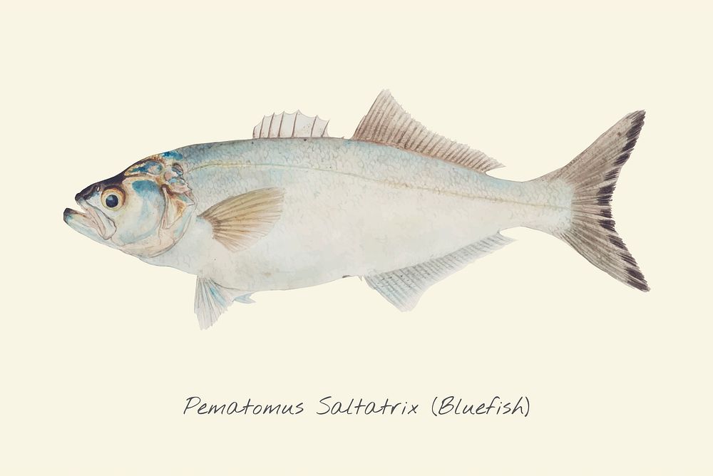 Drawing of a Bluefish