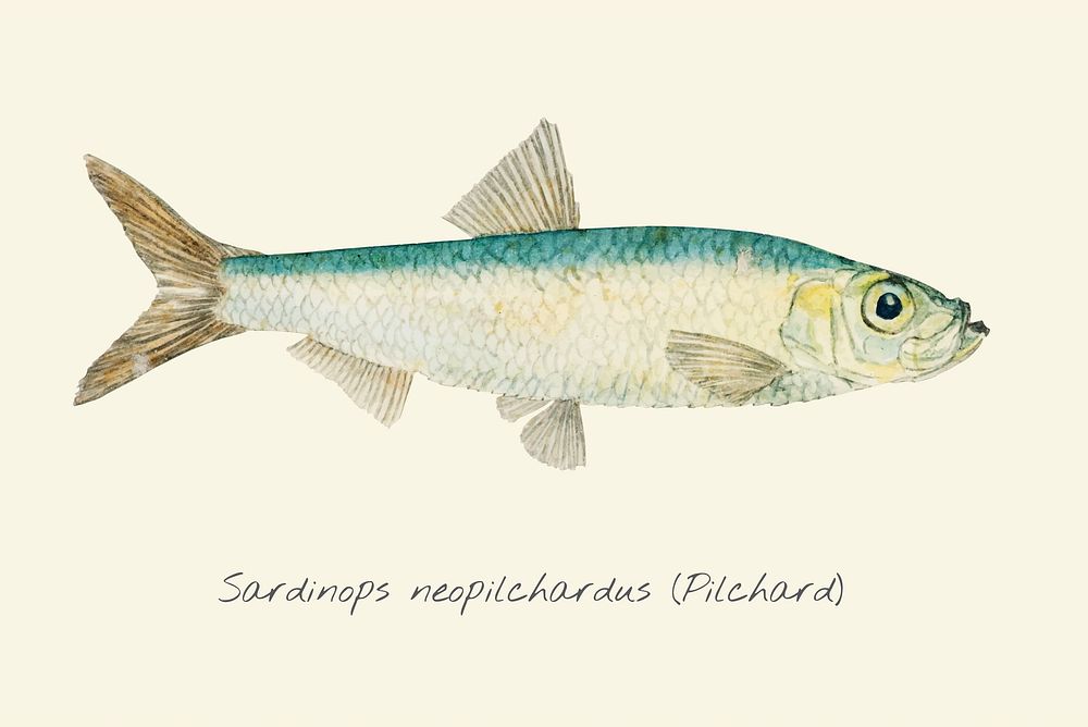 Drawing of a Pilchard