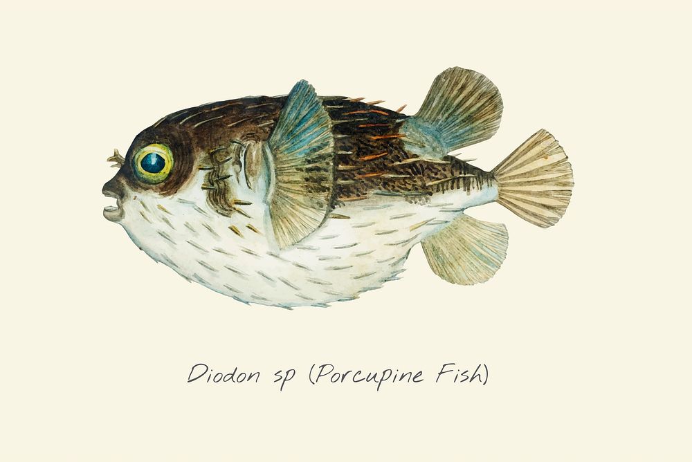 Drawing of a Porcupine Fish