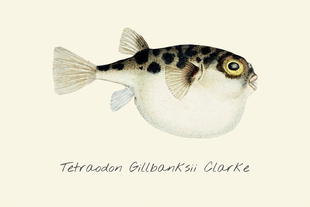 Drawing of a Tetraodon Gillbanks Clarke fish