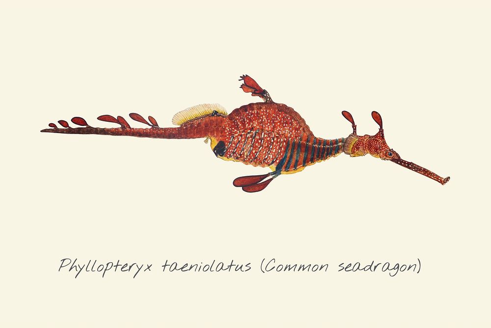 Drawing of a Common Seadragon