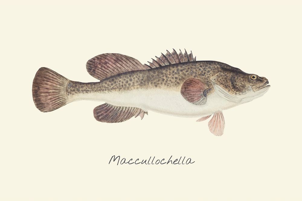 Drawing of a maccullochella fish