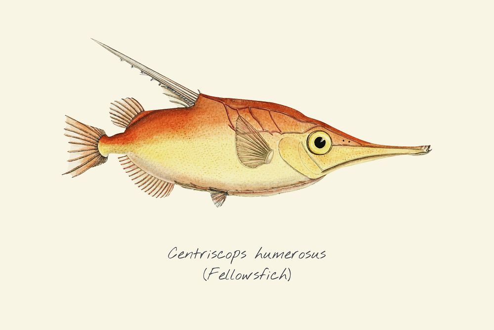 Drawing of a Banded Bellowfish