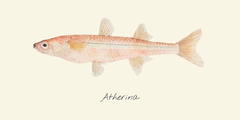 Drawing of a Atherina