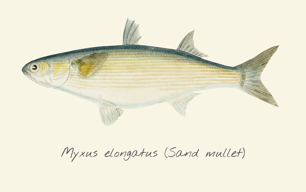 Drawing of a Sand Mullet fish