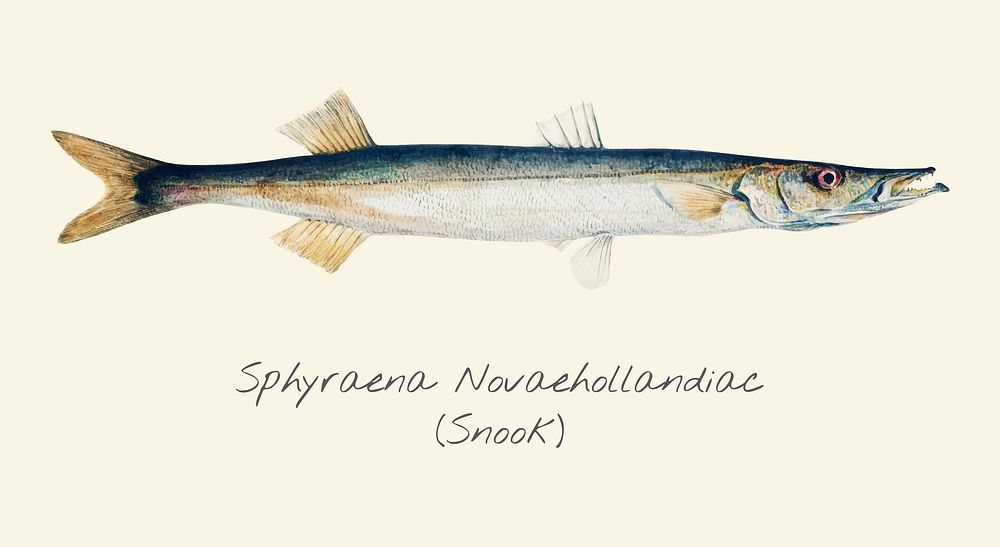 Drawing of a Snook fish