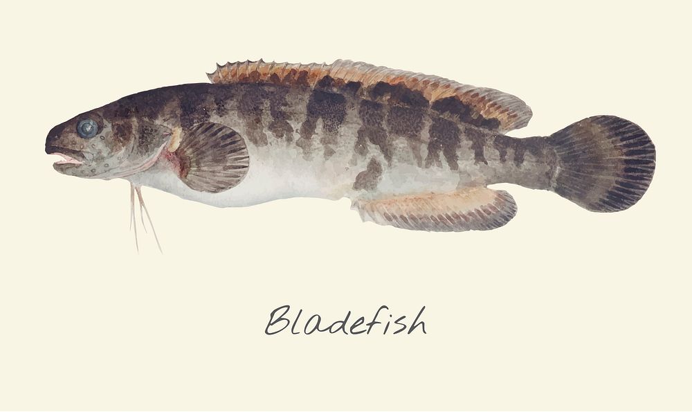 Bladefish illustration