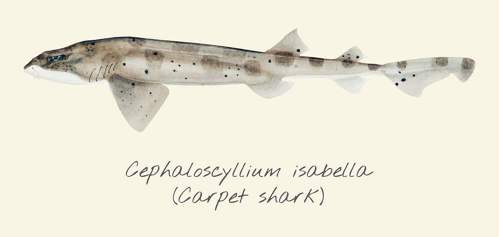 Drawing of a Carpet Shark