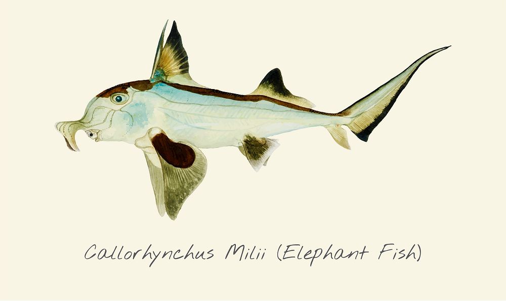 Drawing of a Elephant Fish