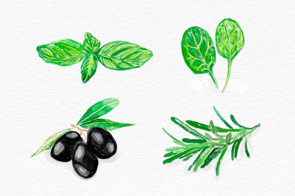 Hand drawn herb illustration psd botanical set