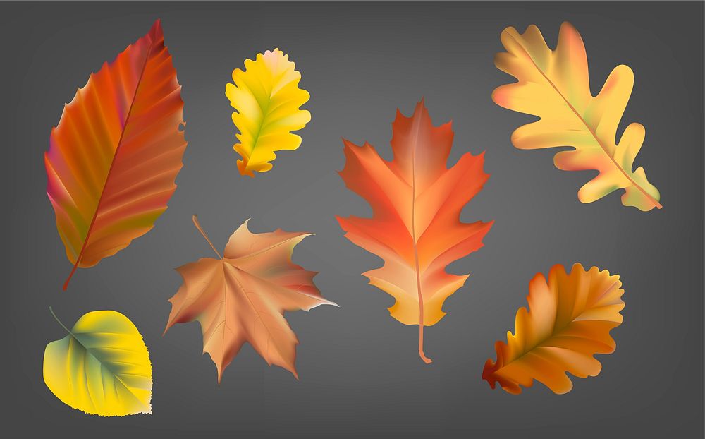 Collection of autumn leaves vector