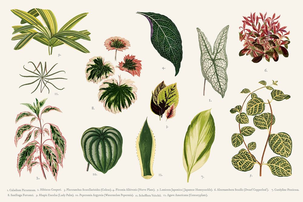 Collection of leaves found in Shirley Hibberd's (1825-1890) New and Rare Beautiful-Leaved Plants.