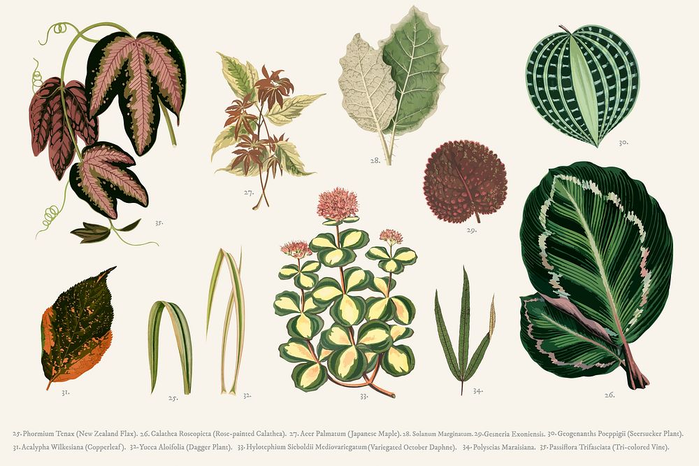 Collection of leaves found in Shirley Hibberd's (1825-1890) New and Rare Beautiful-Leaved Plants.