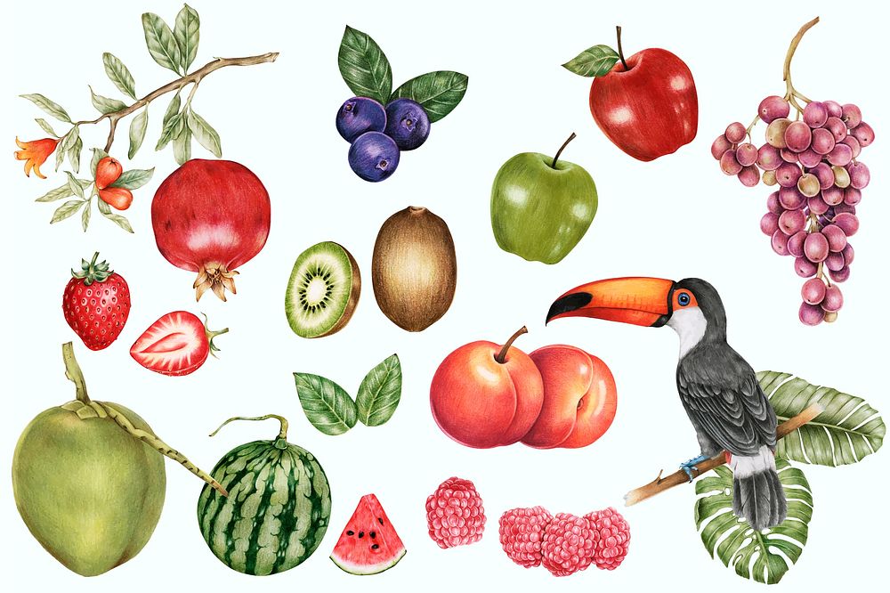 Illustration of tropical fruits watercolor style